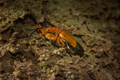 Stenoderus ostricilla