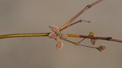 Eriogonum deserticola