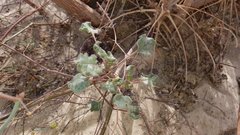 Eriogonum deserticola