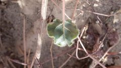 Eriogonum deserticola