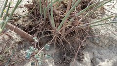 Eriogonum deserticola