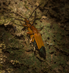 Stenoderus ostricilla