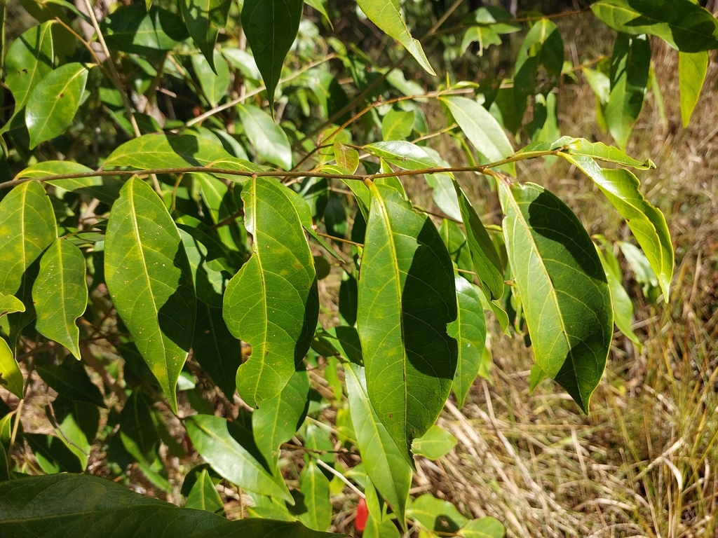 Cheese Tree from Bray Park QLD 4500, Australia on May 13, 2023 at 02:30 ...