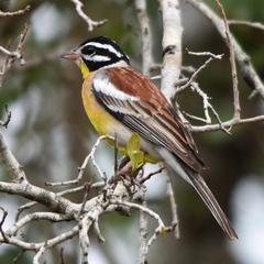 Emberiza flaviventris flaviventris