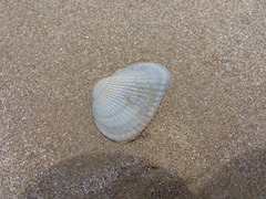 Noetia