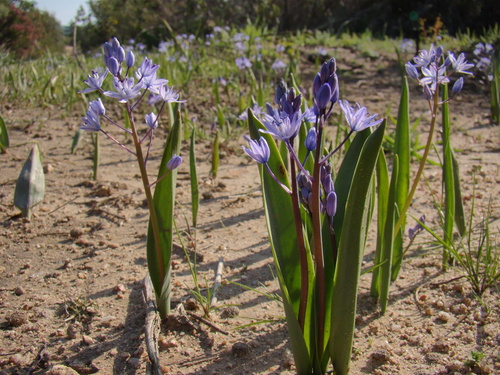 Single-Leaved Squill