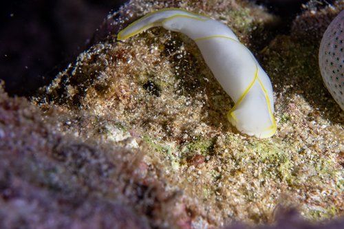 Chelidonura electra