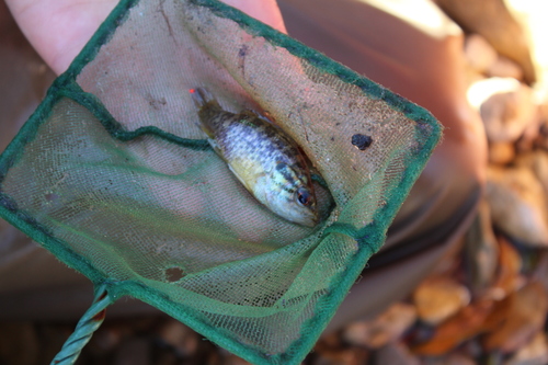 Lepomis gulosus