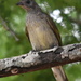 Scaly-throated Honeyguide - Photo (c) copper, some rights reserved (CC BY-NC), uploaded by copper