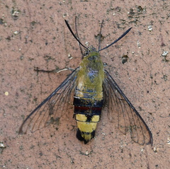 Cephonodes hylas virescens