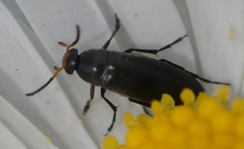 Anaspis frontalis nuotrauka