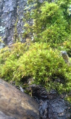 Nyholmiella obtusifolia