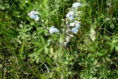 Myosotis imitata
