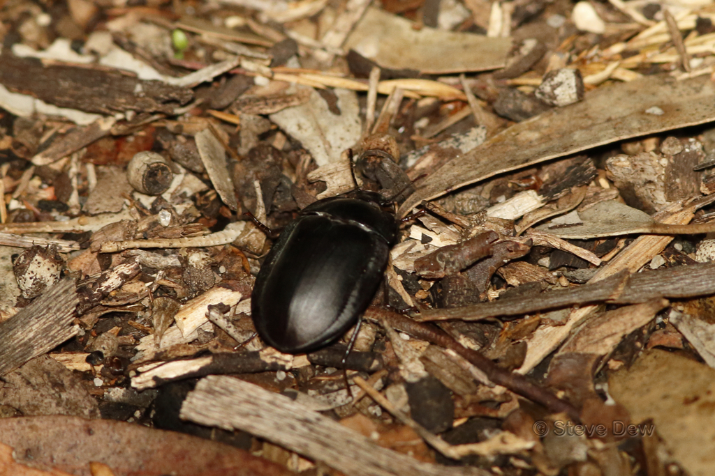 blue piedish beetles from Cadoux WA 6466, Australia on April 01, 2023