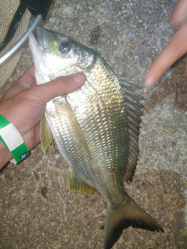 Yellowfin Bream from White Albatross Holiday Park, Wellington Dr ...