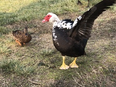 Cairina moschata domestica