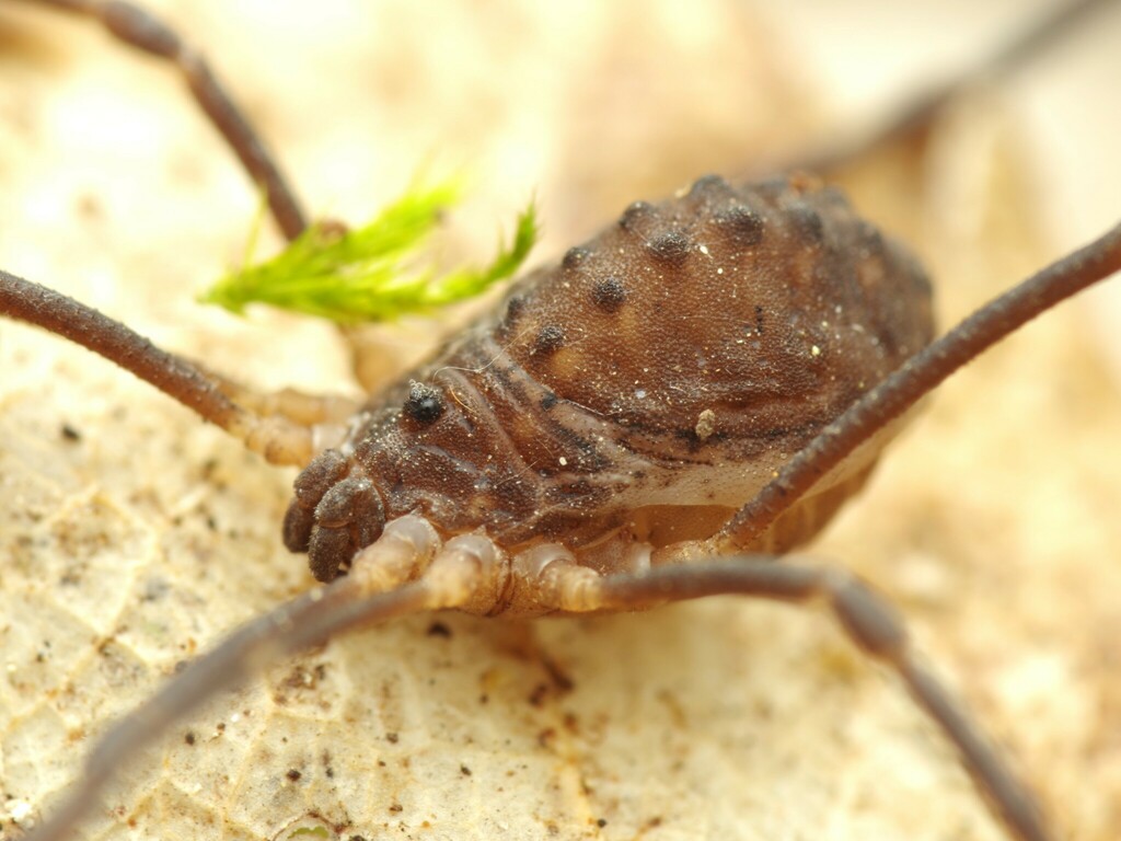 Astrobunus grallator
