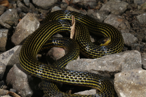 Photo of a Lined Reed Snake (Calamaria griswoldi)