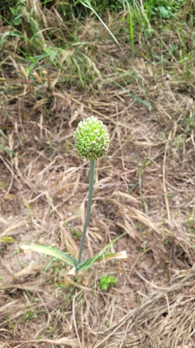 Image of Allium polyanthum by (c) Juan José de Haro, some rights reserved (CC BY-SA)