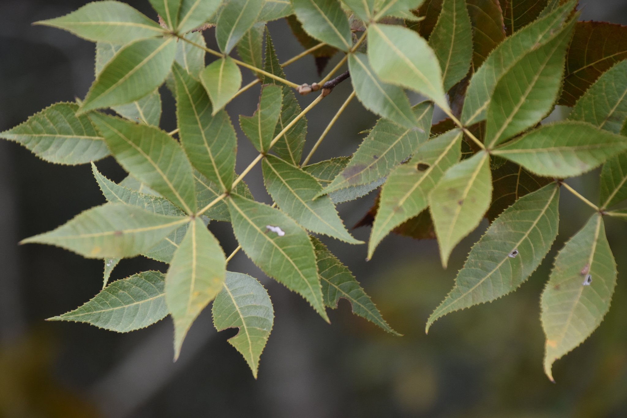 Carya floridana