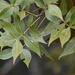 Arbusto de Jicoria - Photo (c) Tom Palmer, algunos derechos reservados (CC BY-NC), subido por Tom Palmer