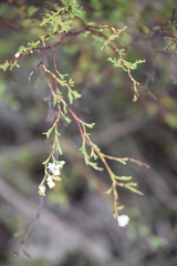 Polygonum dentoceras