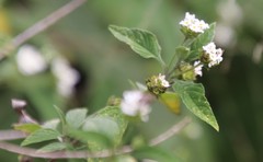 Lantana canescens