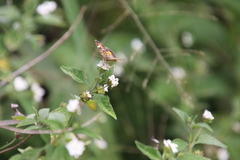 Lantana canescens