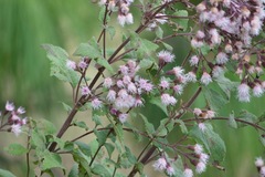 Ageratina deltoidea