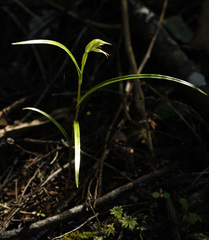 Pterostylis porrecta