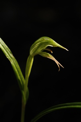 Pterostylis porrecta