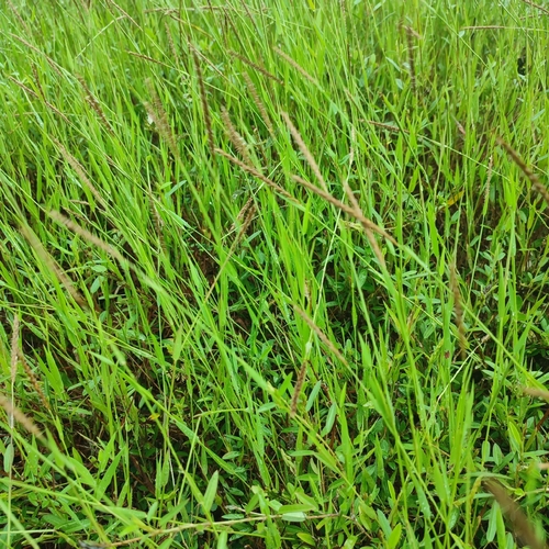 Image of Polytrias indica by no rights reserved