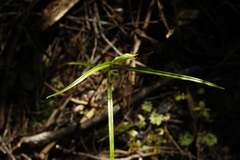 Pterostylis porrecta