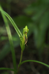 Pterostylis porrecta