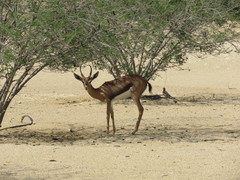 Gazella arabica