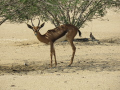 Gazella arabica