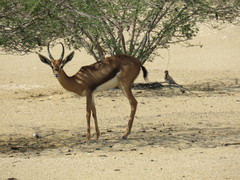 Gazella arabica