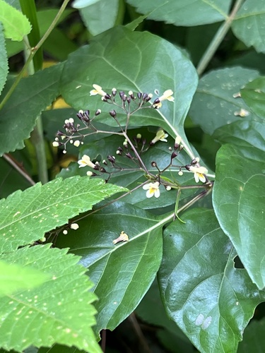 Premna microphylla iNat (3)