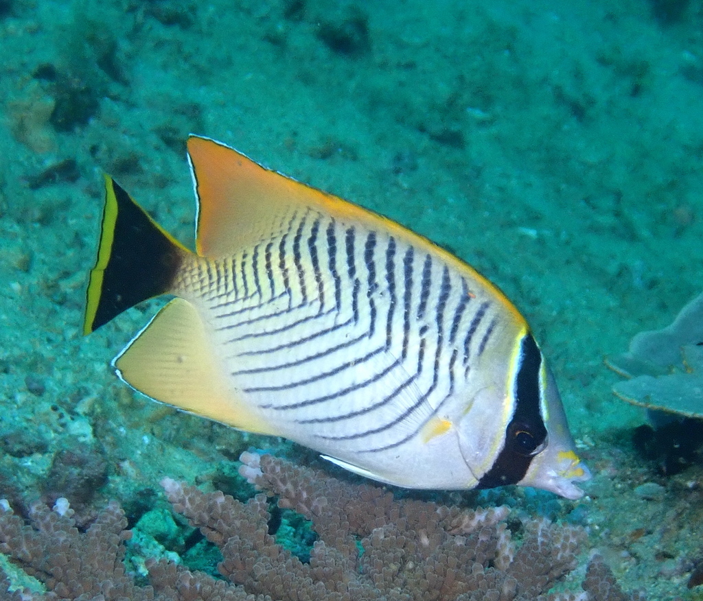 Chevron butterflyfish