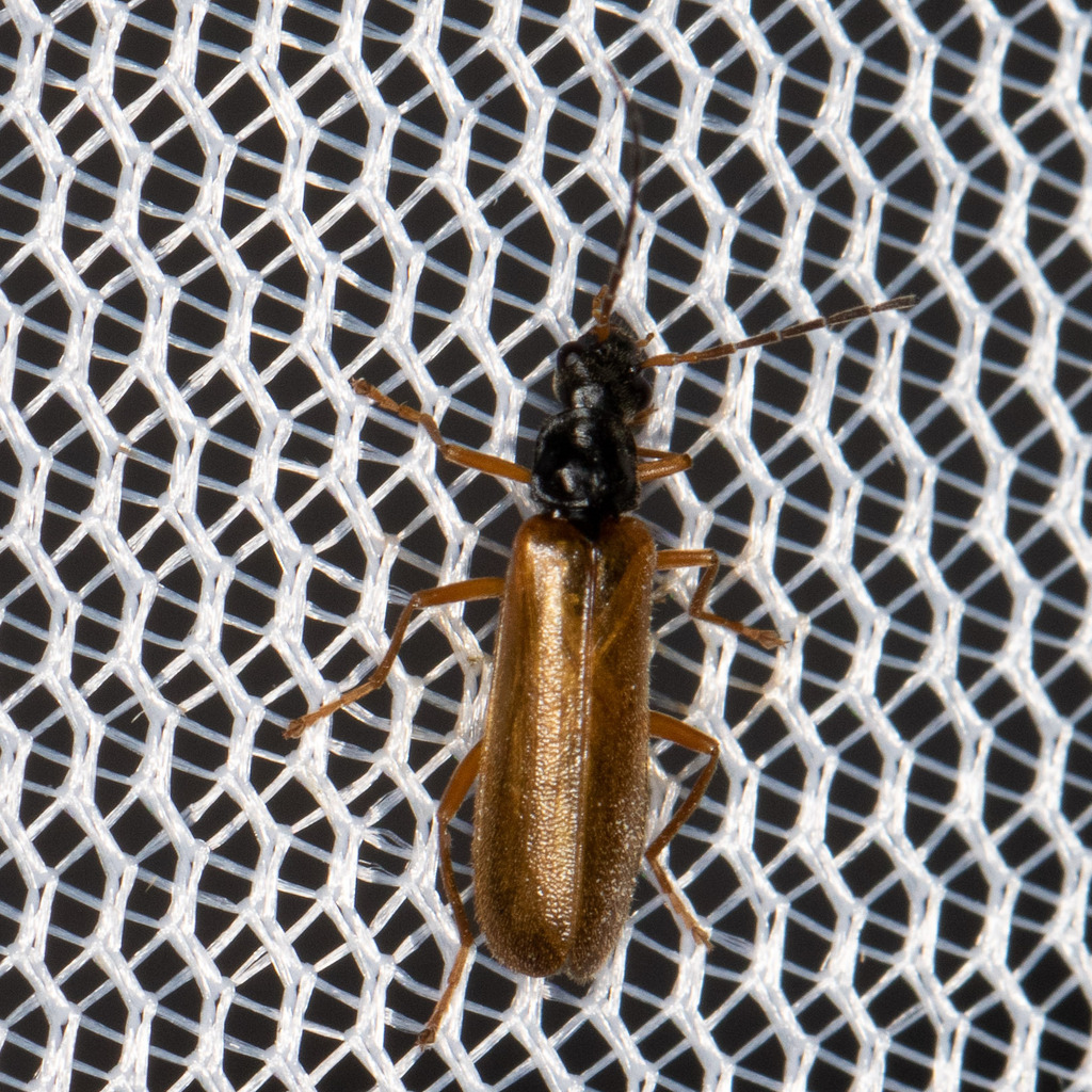 Rhagonycha lignosa from 17310 SaintPierred'Oléron, France on May 19