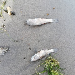 Dormitator latifrons