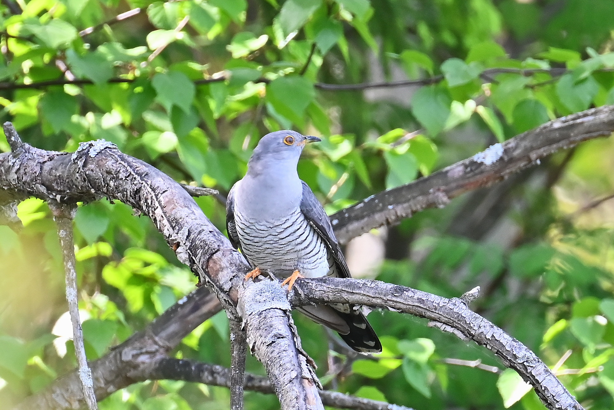 Oriental Cuckoo