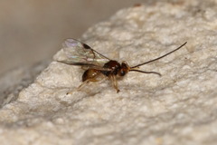 Opiinae