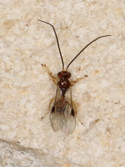 Opiinae