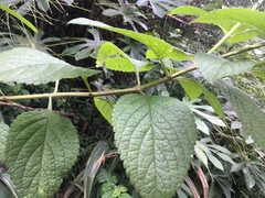 Stachytarpheta mutabilis