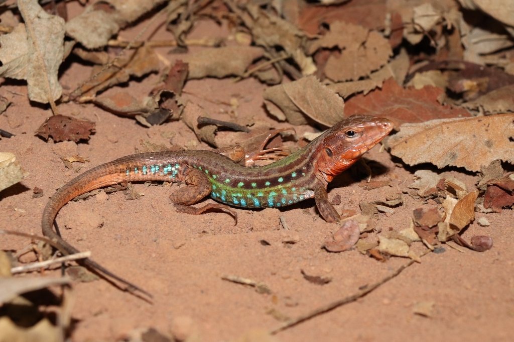 Flame-Throated Whiptail