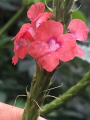 Stachytarpheta mutabilis