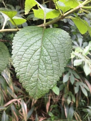 Stachytarpheta mutabilis