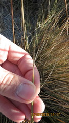 Juncus cooperi