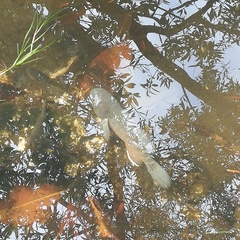 Dormitator latifrons